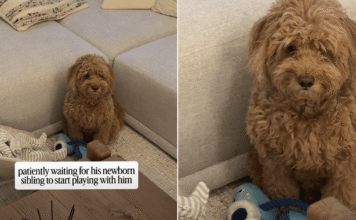 Dog Looks at Newborn, Then at Owner Like ‘When Does This Tiny Human Start Playing?’ Dog Looks at Newborn, Then at Owner Like 'When Does This Tiny Human Start Playing?'