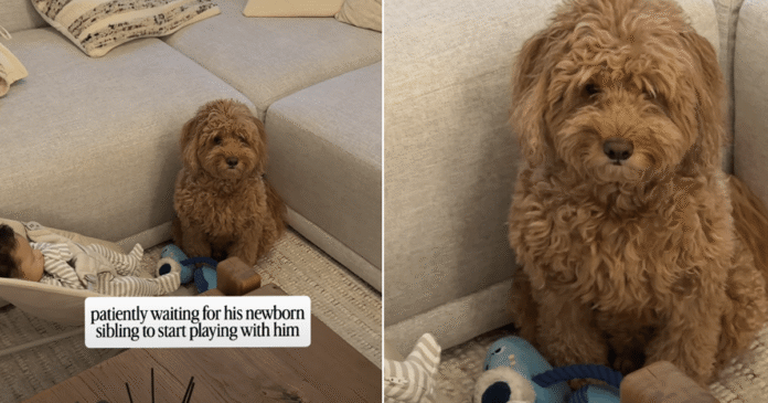 Dog-Looks-at-Newborn-Then-at-Owner-Like-When-Does.png Dog Looks at Newborn, Then at Owner Like 'When Does This Tiny Human Start Playing?'