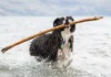 Dog Perfume – Whole Dog Journal Dog Perfume - Whole Dog Journal