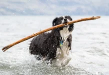 Dog Perfume – Whole Dog Journal Dog Perfume - Whole Dog Journal
