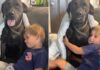 Dog Sneaks Into Neighbor’s Home To Play With Toddler & His ‘Double Life’ Is Exhausting Dog Sneaks Into Neighbor’s Home To Play With Toddler & His ‘Double Life’ Is Exhausting