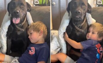 Dog Sneaks Into Neighbor’s Home To Play With Toddler & His ‘Double Life’ Is Exhausting Dog Sneaks Into Neighbor’s Home To Play With Toddler & His ‘Double Life’ Is Exhausting