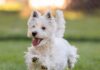 Dog Tremors – Whole Dog Journal Dog Tremors - Whole Dog Journal