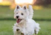 Dog Tremors – Whole Dog Journal Dog Tremors - Whole Dog Journal