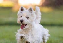 Dog Tremors – Whole Dog Journal Dog Tremors - Whole Dog Journal