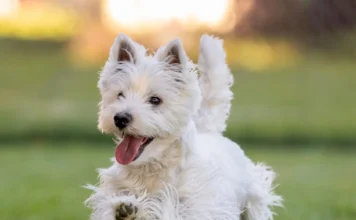 Dog Tremors – Whole Dog Journal Dog Tremors - Whole Dog Journal