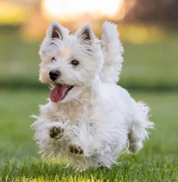Dog Tremors – Whole Dog Journal Dog Tremors - Whole Dog Journal
