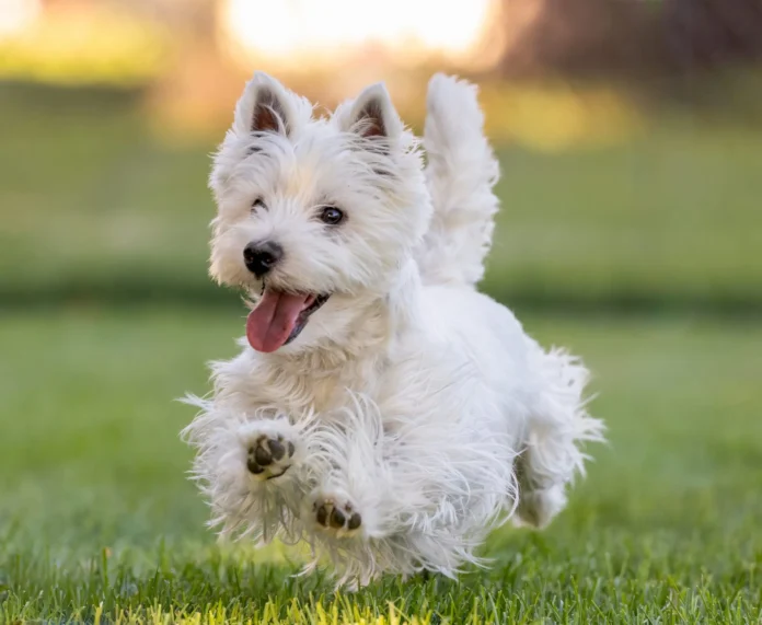 Dog-Tremors-Whole-Dog-Journal.webp Dog Tremors - Whole Dog Journal