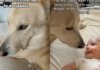Dog Was Unsure About Baby Until He Realized It Wasn’t So Bad & Jealousy Turned Into Love Dog Was Unsure About Baby Until He Realized It Wasn’t So Bad & Jealousy Turned Into Love