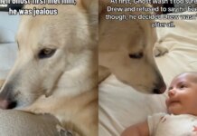 Dog Was Unsure About Baby Until He Realized It Wasn’t So Bad & Jealousy Turned Into Love Dog Was Unsure About Baby Until He Realized It Wasn’t So Bad & Jealousy Turned Into Love