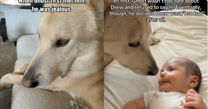 Dog Was Unsure About Baby Until He Realized It Wasn’t So Bad & Jealousy Turned Into Love