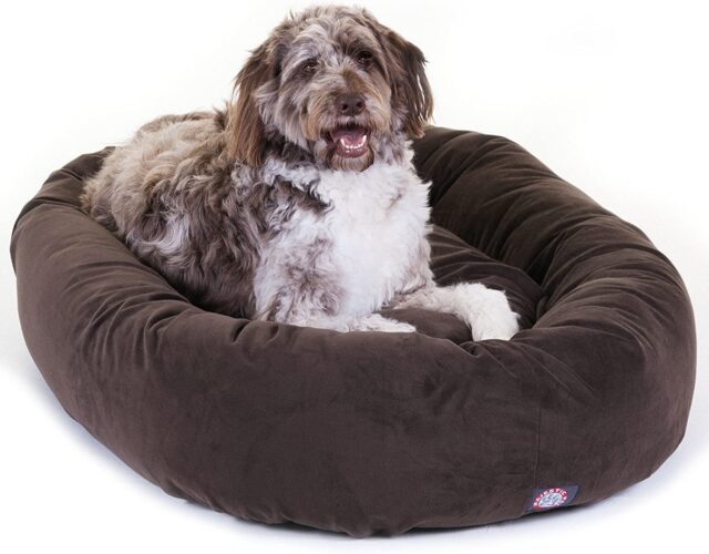 Dog in bagel bed