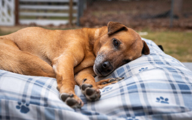 Dog relaxing on outdoor bed