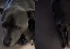 Dog’s Morning Walk Gets Delayed by Rain & She Makes Sure Dad Knows How She Feels About It Dog’s Morning Walk Gets Delayed by Rain & She Makes Sure Dad Knows How She Feels About It