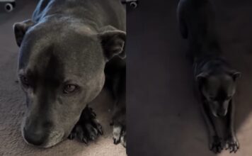 Dog’s Morning Walk Gets Delayed by Rain & She Makes Sure Dad Knows How She Feels About It Dog’s Morning Walk Gets Delayed by Rain & She Makes Sure Dad Knows How She Feels About It