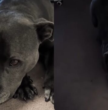 Dog’s Morning Walk Gets Delayed by Rain & She Makes Sure Dad Knows How She Feels About It Dog’s Morning Walk Gets Delayed by Rain & She Makes Sure Dad Knows How She Feels About It