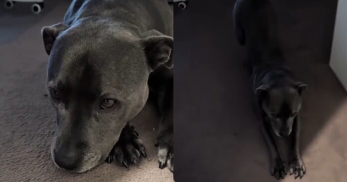 Dogs-Morning-Walk-Gets-Delayed-by-Rain-She-Makes.jpg Dog’s Morning Walk Gets Delayed by Rain & She Makes Sure Dad Knows How She Feels About It