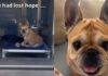 Dumped Shelter Dog Almost Gives up Hope — Then the Unthinkable Happens & Gives Her a Fresh Start Dumped Shelter Dog Almost Gives up Hope — Then the Unthinkable Happens & Gives Her a Fresh Start