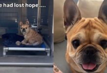 Dumped Shelter Dog Almost Gives up Hope — Then the Unthinkable Happens & Gives Her a Fresh Start Dumped Shelter Dog Almost Gives up Hope — Then the Unthinkable Happens & Gives Her a Fresh Start