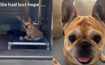 Dumped Shelter Dog Almost Gives up Hope — Then the Unthinkable Happens & Gives Her a Fresh Start Dumped Shelter Dog Almost Gives up Hope — Then the Unthinkable Happens & Gives Her a Fresh Start