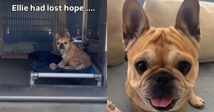 Dumped Shelter Dog Almost Gives up Hope — Then the Unthinkable Happens & Gives Her a Fresh Start