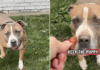 Everyone Walks Past Shelter Dog’s Kennel, Unaware of the Heartbreaking Story Behind Her Eyes Everyone Walks Past Shelter Dog’s Kennel, Unaware of the Heartbreaking Story Behind Her Eyes