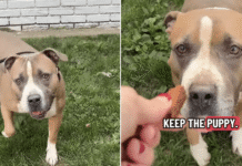 Everyone Walks Past Shelter Dog’s Kennel, Unaware of the Heartbreaking Story Behind Her Eyes Everyone Walks Past Shelter Dog’s Kennel, Unaware of the Heartbreaking Story Behind Her Eyes