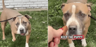 Everyone Walks Past Shelter Dog’s Kennel, Unaware of the Heartbreaking Story Behind Her Eyes Everyone Walks Past Shelter Dog’s Kennel, Unaware of the Heartbreaking Story Behind Her Eyes