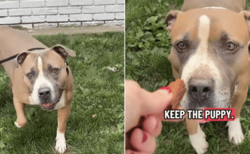 Everyone Walks Past Shelter Dog’s Kennel, Unaware of the Heartbreaking Story Behind Her Eyes Everyone Walks Past Shelter Dog’s Kennel, Unaware of the Heartbreaking Story Behind Her Eyes