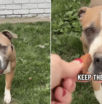 Everyone Walks Past Shelter Dog’s Kennel, Unaware of the Heartbreaking Story Behind Her Eyes Everyone Walks Past Shelter Dog’s Kennel, Unaware of the Heartbreaking Story Behind Her Eyes
