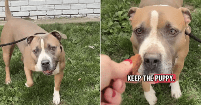 Everyone Walks Past Shelter Dog’s Kennel, Unaware of the Heartbreaking Story Behind Her Eyes