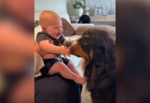 Family Dog Sends Baby Into Giggle Fits With Endless Kisses Family Dog Sends Baby Into Giggle Fits With Endless Kisses