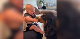 Family Dog Sends Baby Into Giggle Fits With Endless Kisses