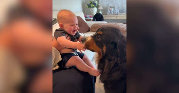 Family-Dog-Sends-Baby-Into-Giggle-Fits-With-Endless-Kisses.jpg Family Dog Sends Baby Into Giggle Fits With Endless Kisses