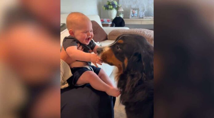 Family Dog Sends Baby Into Giggle Fits With Endless Kisses Family Dog Sends Baby Into Giggle Fits With Endless Kisses
