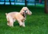 Flea & Tick Prevention for Cocker Spaniels: A Safe & Effective 4 Step Plan Flea & Tick Prevention for Cocker Spaniels: A Safe & Effective 4 Step Plan