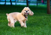 Flea & Tick Prevention for Cocker Spaniels: A Safe & Effective 4 Step Plan Flea & Tick Prevention for Cocker Spaniels: A Safe & Effective 4 Step Plan