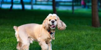Flea & Tick Prevention for Cocker Spaniels: A Safe & Effective 4 Step Plan