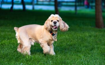 Flea & Tick Prevention for Cocker Spaniels: A Safe & Effective 4 Step Plan Flea & Tick Prevention for Cocker Spaniels: A Safe & Effective 4 Step Plan