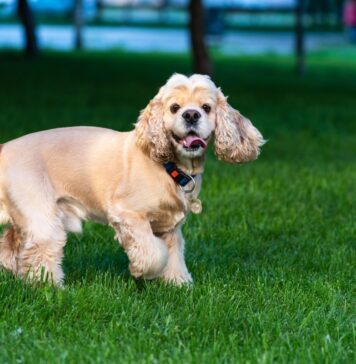 Flea & Tick Prevention for Cocker Spaniels: A Safe & Effective 4 Step Plan Flea & Tick Prevention for Cocker Spaniels: A Safe & Effective 4 Step Plan