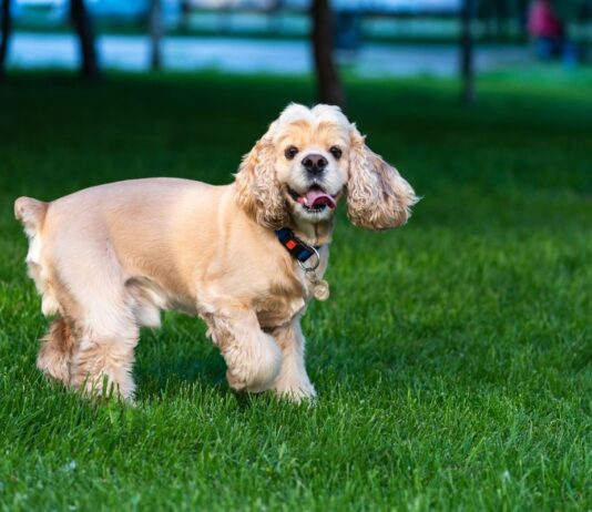 Flea & Tick Prevention for Cocker Spaniels: A Safe & Effective 4 Step Plan Flea & Tick Prevention for Cocker Spaniels: A Safe & Effective 4 Step Plan