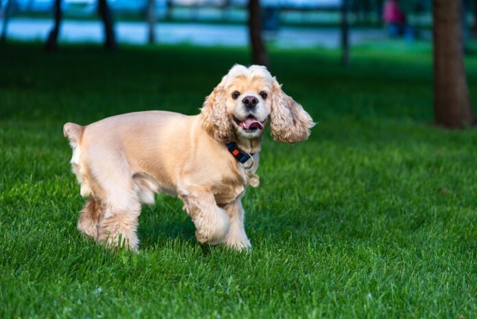 Flea-Tick-Prevention-for-Cocker-Spaniels-A-Safe.jpg Flea & Tick Prevention for Cocker Spaniels: A Safe & Effective 4 Step Plan