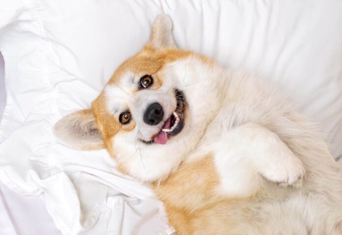 Flea-Tick-Prevention-for-Corgis-A-Safe-Effective.jpg Flea & Tick Prevention for Corgis: A Safe & Effective 4 Step Plan