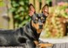Flea & Tick Prevention for Miniature Pinschers: A Safe & Effective 4 Step Plan Flea & Tick Prevention for Miniature Pinschers: A Safe & Effective 4 Step Plan