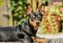 Flea & Tick Prevention for Miniature Pinschers: A Safe & Effective 4 Step Plan Flea & Tick Prevention for Miniature Pinschers: A Safe & Effective 4 Step Plan