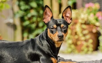 Flea & Tick Prevention for Miniature Pinschers: A Safe & Effective 4 Step Plan Flea & Tick Prevention for Miniature Pinschers: A Safe & Effective 4 Step Plan