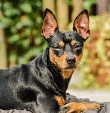 Flea & Tick Prevention for Miniature Pinschers: A Safe & Effective 4 Step Plan Flea & Tick Prevention for Miniature Pinschers: A Safe & Effective 4 Step Plan