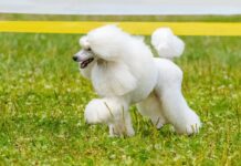 Flea & Tick Prevention for Poodles: A Safe & Effective 4 Step Plan Flea & Tick Prevention for Poodles: A Safe & Effective 4 Step Plan