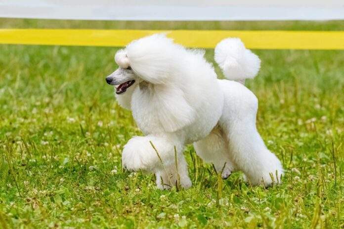 Flea-Tick-Prevention-for-Poodles-A-Safe-Effective.jpg Flea & Tick Prevention for Poodles: A Safe & Effective 4 Step Plan