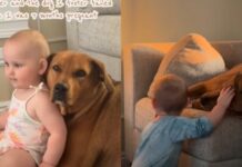 Foster Dog Comes Home During Mom’s Pregnancy — Then Becomes Toddler’s Best Friend Foster Dog Comes Home During Mom’s Pregnancy — Then Becomes Toddler’s Best Friend